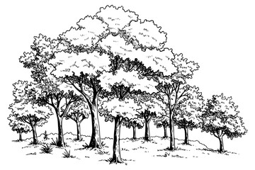 Vector outlines of forestry trees 