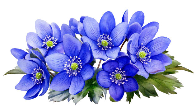 Bouquet with flowers of the blue Anemone hepatica (Hepatica nobilis, liverleaf, liverwort, k.png