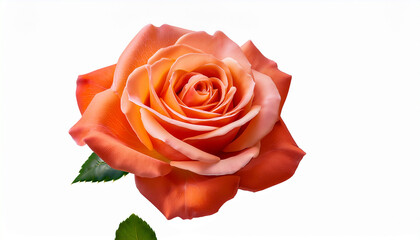 a single rose flower transparent background