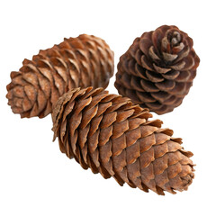 Closeup spruce cone isolated on transparent background