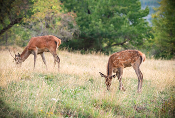 Red deer in the wild