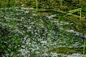 Bird cherry blossom petals on water