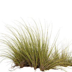 Coastal Sea Grasses in Dunes, Isolated on Transparent Background for Nature and Environmental Projects