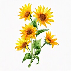 Fototapeta premium Bouquet with yellow wild sunflower flowers (Helianthus tuberosus, sunroot, sunchoke, Jerusal.jpg