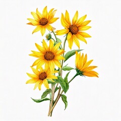 Naklejka premium Bouquet with yellow wild sunflower flowers (Helianthus tuberosus, sunroot, sunchoke, Jerusal.jpg