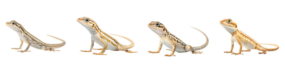 Fototapeta premium Vibrant, colorful bearded dragons in various poses, showing their unique features and textures, perfect for educational purposes and wildlife illustrations