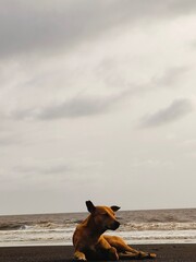 dog on the beach