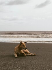 dog on the beach
