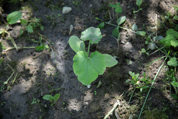  Young Green Pumpkin Seedling Growing in Garden Soil