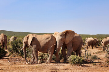 herd of elephants eating in Addo national park