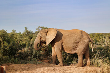 Fototapeta premium african elephant profile eating grass in Addo national park