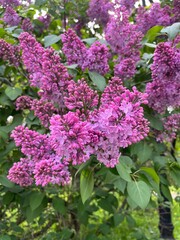 Blooming pink syringa or purple lilacs in the spring garden. Early bloomers.Flower background