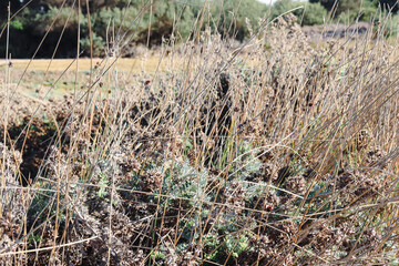 coastal grasses and vegetation at beach foreshore at point cook coastal park