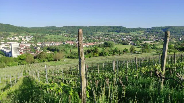 Vineyards overlooking the city of Loerrach, Germany. Panning shot.
