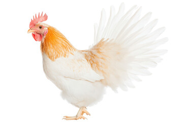 Fototapeta premium White and light brown rooster with raised tail feathers isolated on white background, representing farm animal, poultry breeding, and rural agriculture