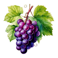 Fototapeta premium Grape branch with leaves close up png