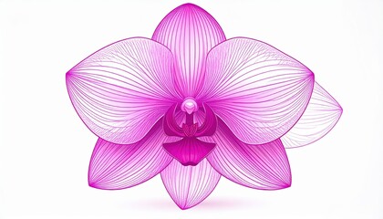 Fototapeta premium Detailed Pink Orchid Illustration