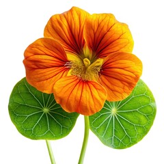 Closeup of a Bright Orange Nasturtium Flower with Vibrant Green Leaves