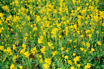 Mustard flowers in fields, India