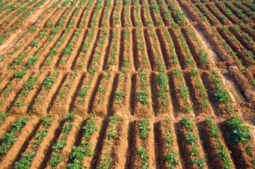 Vegetable, potato cultivation, India