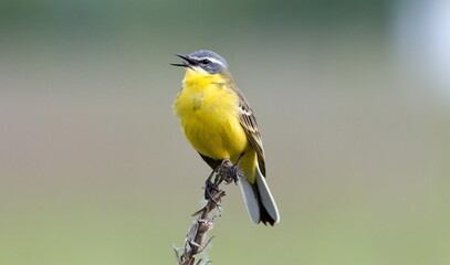 great tit on a branch