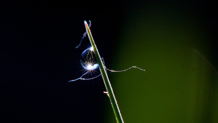 water drop on a green leaf