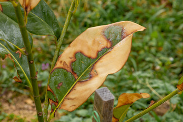 Yellowing ficus leaf