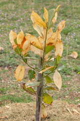 Ficus tree with yellow leaves in park