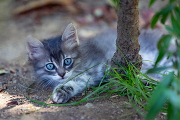 grey domesticated cat laying in the grass