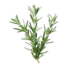 Fototapeta premium Fresh green rosemary herb sprig on a transparent background, perfect for culinary uses and natural decor