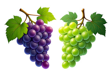Fototapeta premium Realistic green and purple grapes illustration isolated on white background