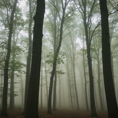 Obraz premium Misty Forest Enchantment: A Mystical Journey Through Tall Trees and Fog