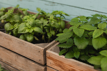 Mint and basil seedlings in a wooden box. Gardening and vegetable garden concept