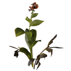 Canna flower