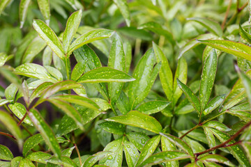 Natural green leaves, background illustration concept