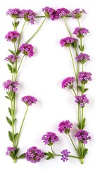 Obraz premium Floral frame of purple Verbena flowers on a white background overhead view