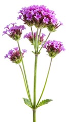 Naklejka premium Elegant close up of Verbena flower with delicate pink petals against white