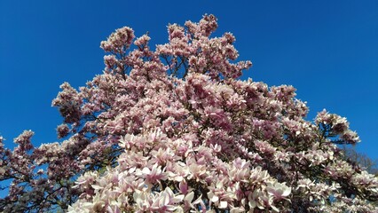 Bl&uuml;hende Mangnolien