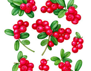  Set of cowberry with green leaves and red berries (Vaccinium vitis-idaea, lingonberry, mount png