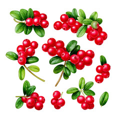  Set of cowberry with green leaves and red berries (Vaccinium vitis-idaea, lingonberry, mount png