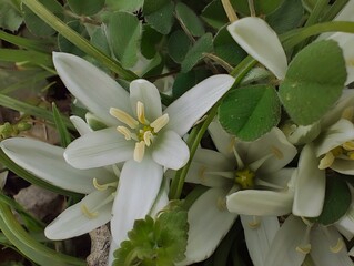 Blooming milk stars in sunny day spring garden ornithogalum umbellatum grass lily full bloom white...