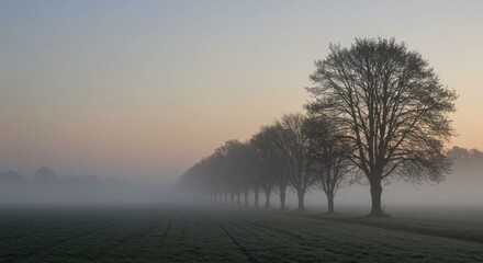 Misty Dawn: Serene Silhouette of Trees in a Foggy Field at Sunrise