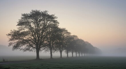 Obraz premium Misty Morning Serenity: A Row of Trees in Foggy Field at Sunrise