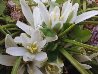 Obraz premium Blooming milk stars in sunny day spring garden ornithogalum umbellatum grass lily full bloom white small ornamental flowers Star of Bethlehem blooms amazing hd wallpaper background selective focus 