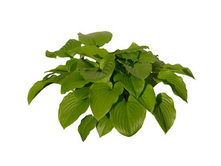 Hosta à feuille verte 