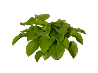 Hosta à feuille verte 