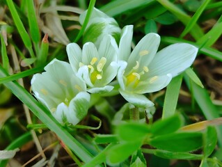 Blooming milk stars in sunny day spring garden ornithogalum umbellatum grass lily full bloom white small ornamental flowers Star of Bethlehem blooms amazing hd wallpaper background selective focus 