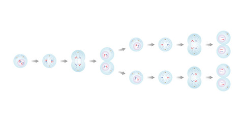 Meiosis, Gametes (Sperm and Egg) Cells Division Science Design. Vector Illustration.