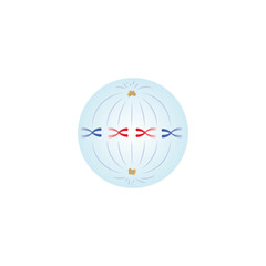 Metaphase, Second Stage of Mitosis Science Design. Vector Illustration.
