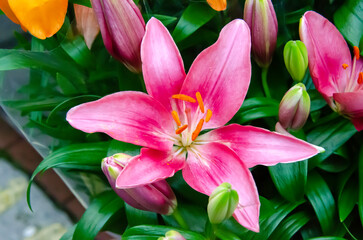 The Stargazer Lily is an exotic and fragrant flower, with pink and white petals, ideal for decorating gardens and arrangements, bringing elegance and beauty to the environment.